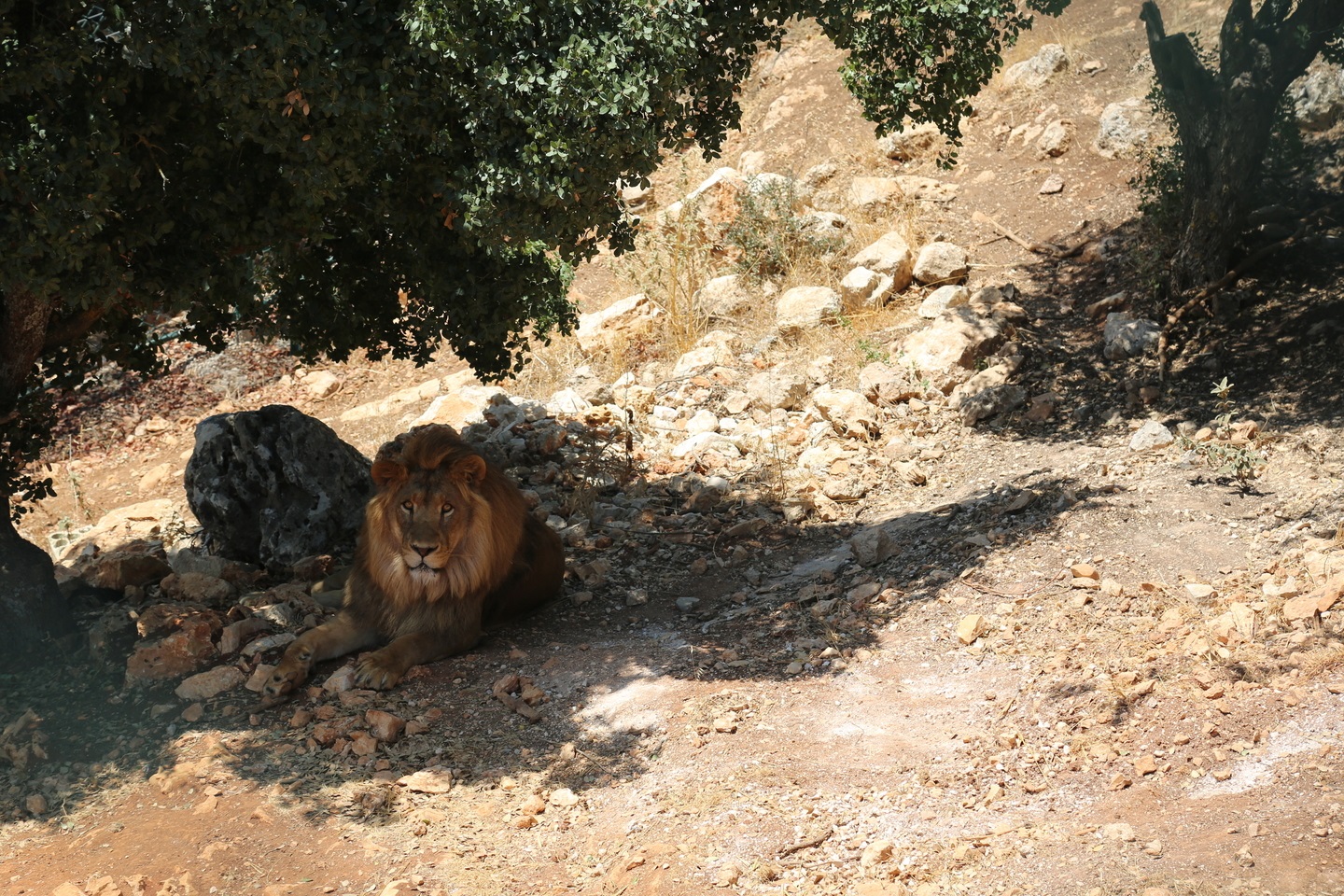 قطيع حمزة