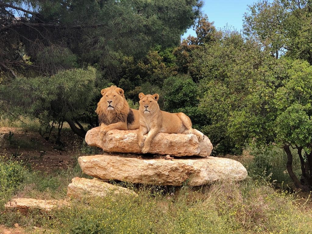 عيد مبارك من فريق المأوى