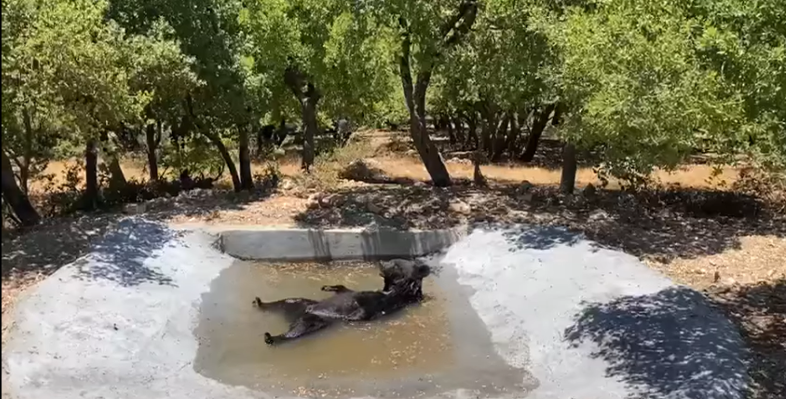 بيت جديد لسُكّر ولوز!