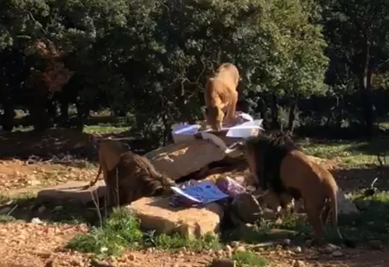عيد الحب في المأوى!